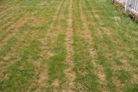 damaged lawn