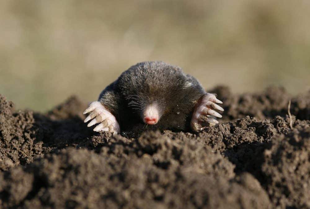 mole poking out of the dirt