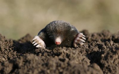 Mole Control Service