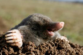 Happy little mole