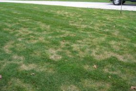 damaged lawn