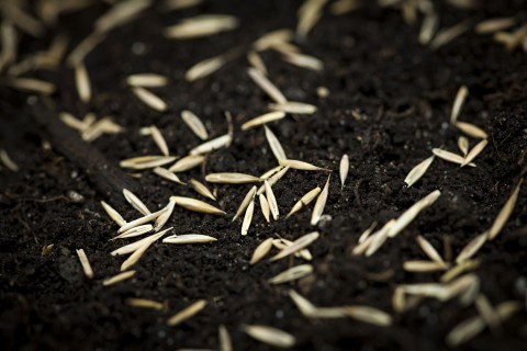 grass seeds