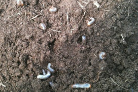 Grubs!  Now what?