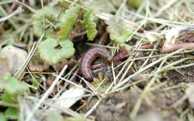 The Truth About Sod Webworms in Home Lawns