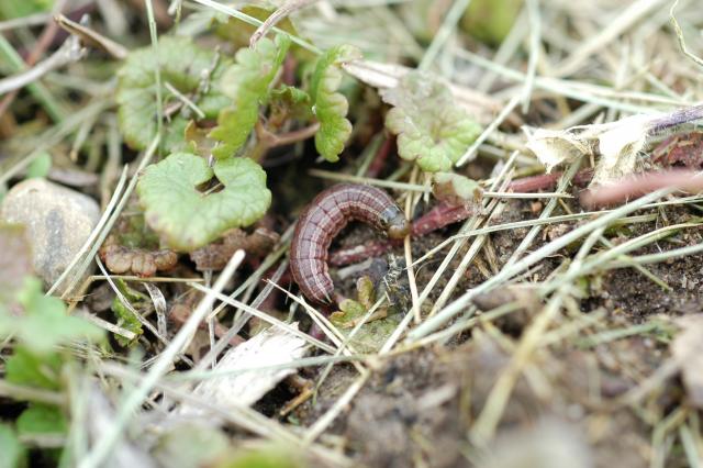 The Truth About Sod Webworms in Home Lawns