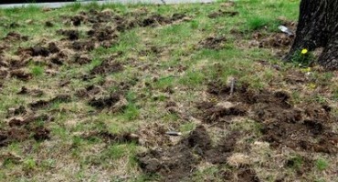 skunk damaged yard