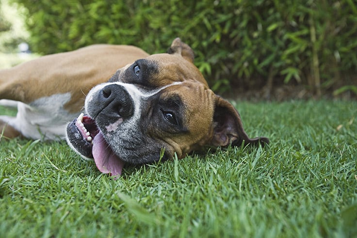 dog laying in the grass