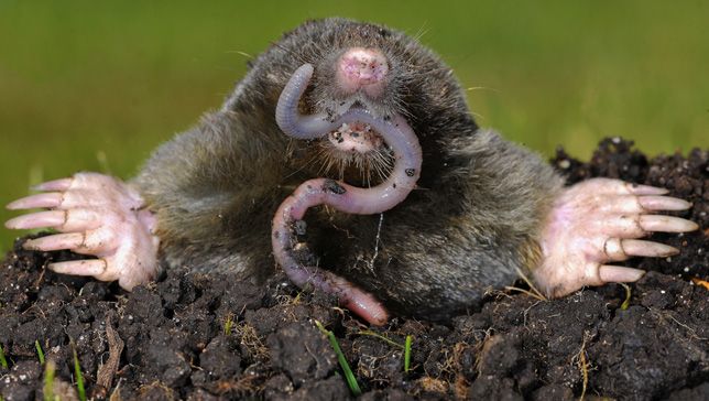 Mole eating a worm