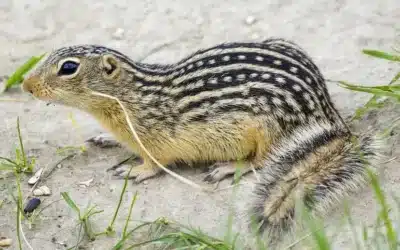 Thirteen-lined ground squirrels lawn damage.