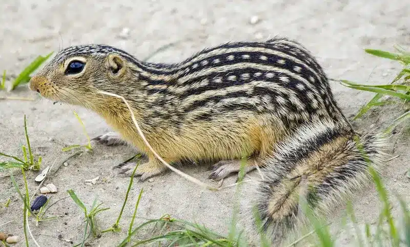 ground squirrel