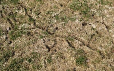 How to deal with vole damage on your Grand Rapids lawn