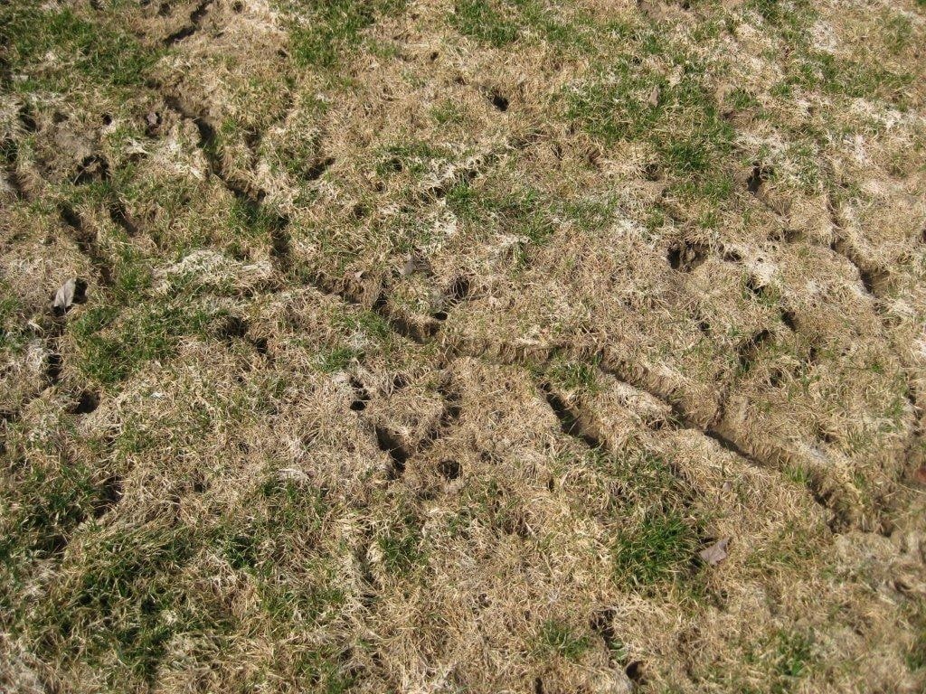 How to deal with vole damage on your Grand Rapids lawn AAA Lawn Care