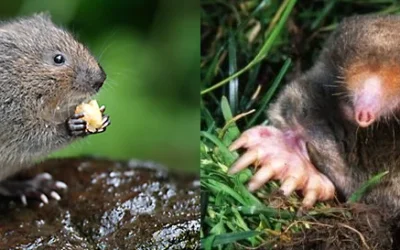 Voles vs. Moles – Which One Is Damaging My Lawn?