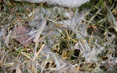 How to identify snow mold in your Grand Rapids lawn?