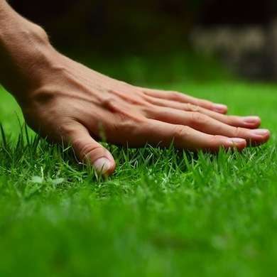 Hand Touching Green Grass