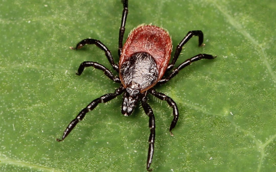 What you need to know about Michigan Ticks