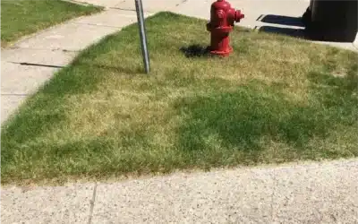 Drought Stress in Michigan Lawns