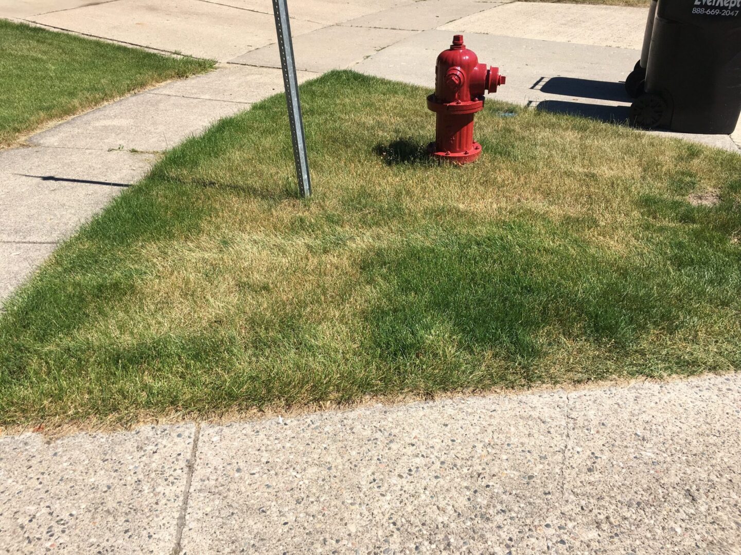 Drought Stress in Michigan Lawns AAA Lawn Care