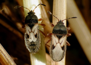 Chinch Bugs in Michigan Lawns
