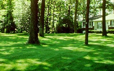 Improving Lawns in Shade