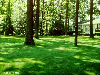 Improving Lawns in Shade