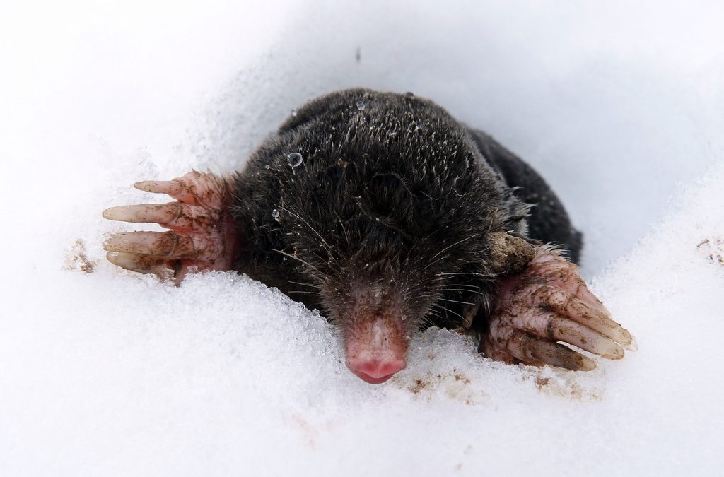 Mole in the snow