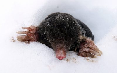 Mole Damage during a Michigan Winter