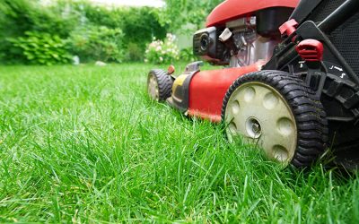 Lawn Care & Pest Control Testimonials – June 2018