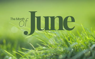 Lawn Care & Pest Control Testimonials – June 2019