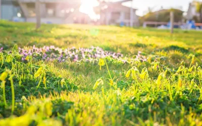 What It Takes To Get a Gorgeous Green Lawn