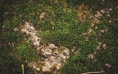 5 Tips To Stop Moss Problems – AAA Lawn Care