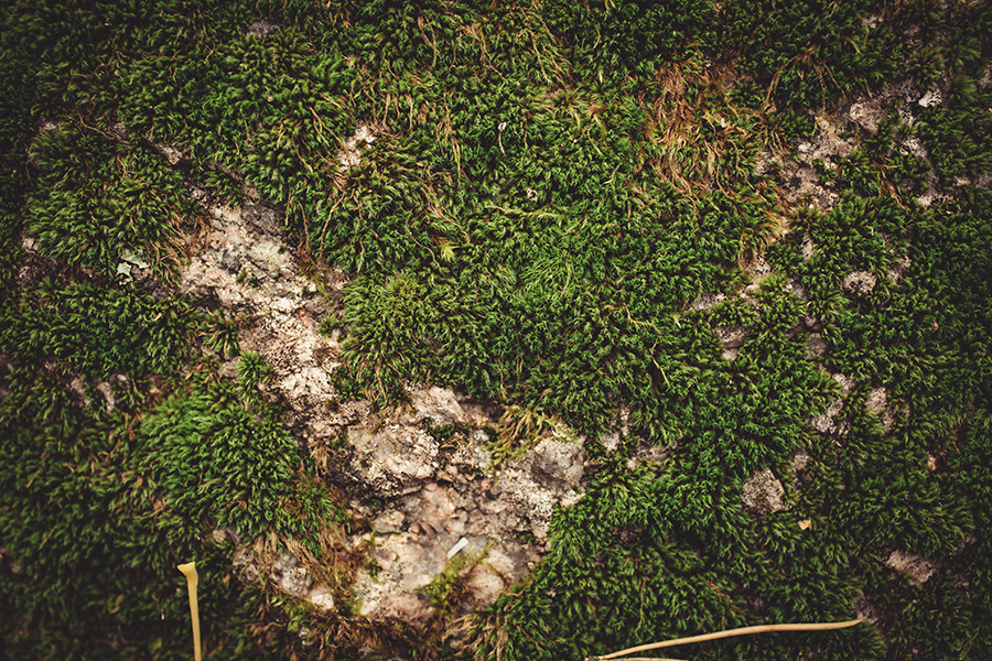 5 Tips To Stop Moss Problems – AAA Lawn Care