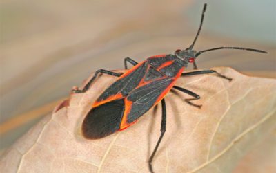 Boxelder & Stink Bugs – AAA Lawn Care