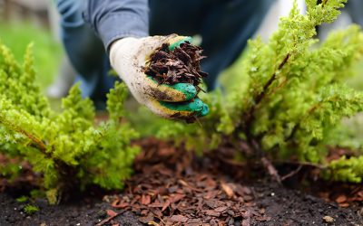 Benefits of Mulching Leaves