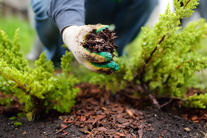 Mulching Leaves Benefits