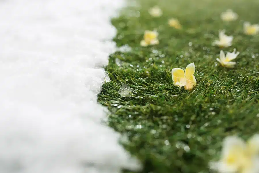 snow and green grass with flowers
