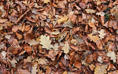 Top 3 Fall Lawn Care Tips