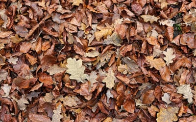 Top 3 Fall Lawn Care Tips