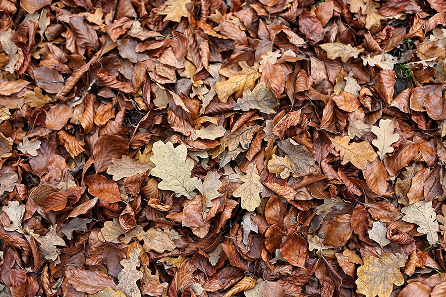 Mulching Leaves West Michigan