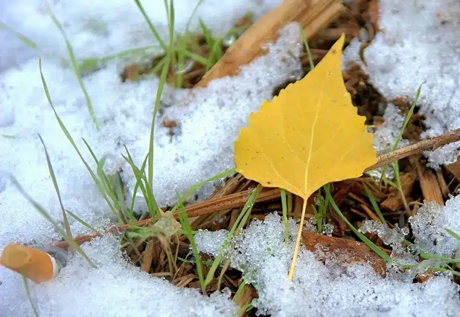 To Mulch Or Not? What To Do With Leaves Before Winter
