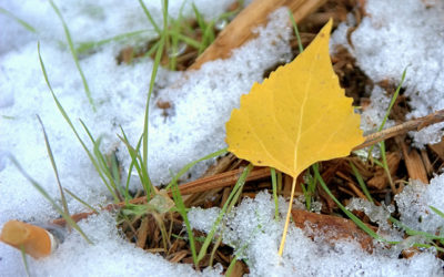 To Mulch Or Not? What To Do With Leaves Before Winter