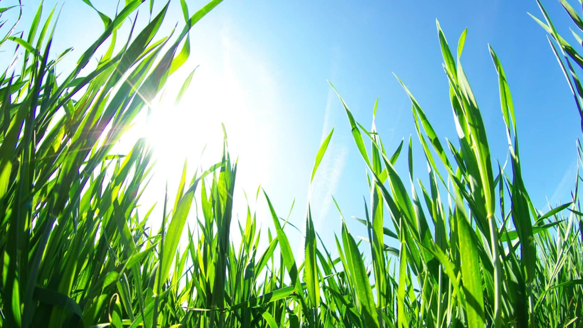 Do You Know About These Cool Michigan Season Grasses Do You Know About These Cool Michigan Season Grasses