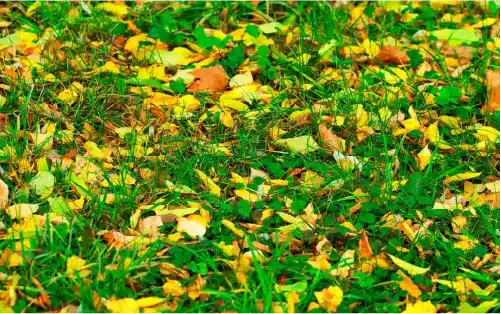 yellow flowers on green grass