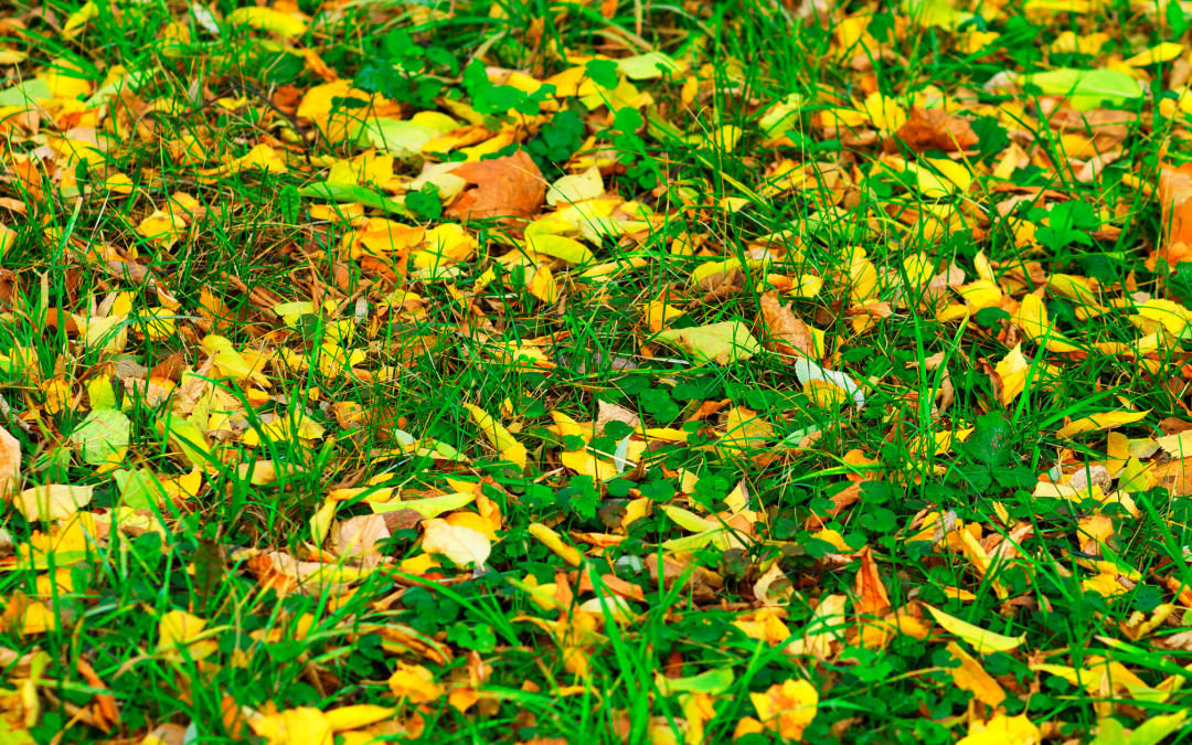 Michigan Lawn Care in Fall