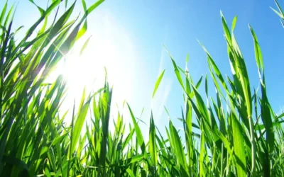 Looking for the best cool-season grasses for your Michigan lawn?