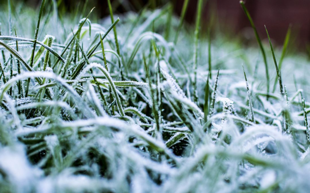 Last-Minute Lawn Winterization: What You Need To Know