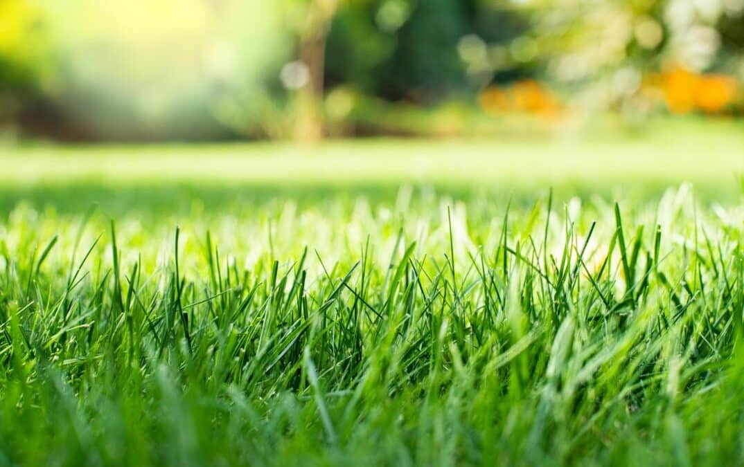 tall green grass
