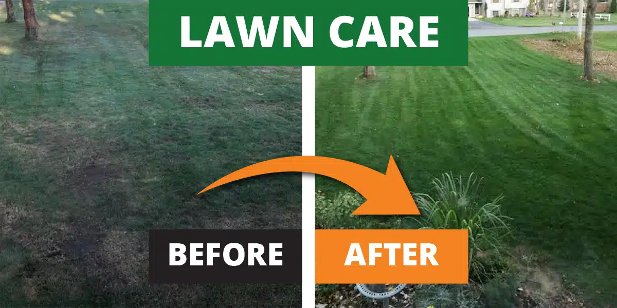 Lawn care Before and After Lawn care Before and After